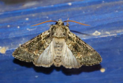 Polyploca ridens